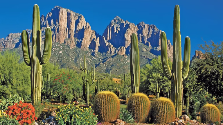 Discover the True Cost of Non-Emergency Transportation in Tucson: What You Need to Know to Stay Connected to Your Healthcare