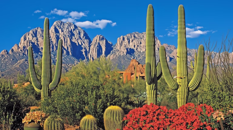 Discover Your Options: Are There Wheelchair Accessible Transportation Services in Tucson?